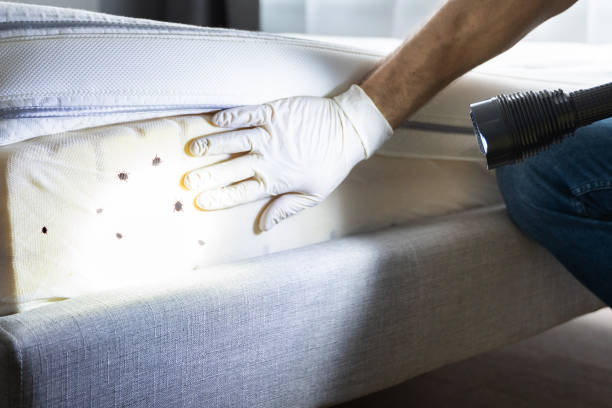 Best Pest Control Treatment  in Mount Pleasant, PA