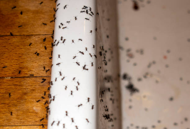 Best Best Pest Control Companies  in Mount Pleasant, PA