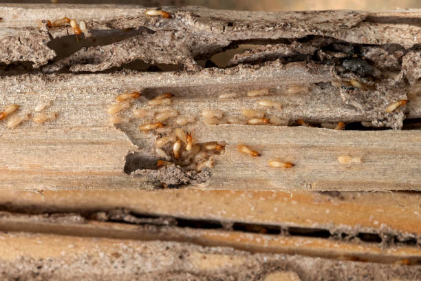 Best Emergency Pest Control  in Mount Pleasant, PA